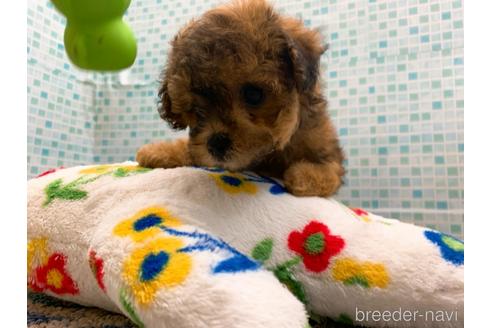成約済の東京都のミックス犬-189296の24枚目