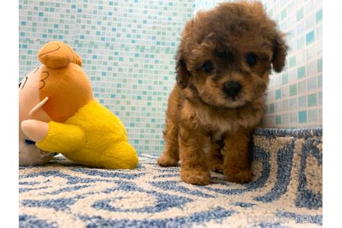 成約済の東京都のミックス犬-189296の23枚目
