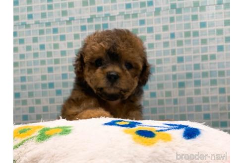 成約済の東京都のミックス犬-189296の22枚目