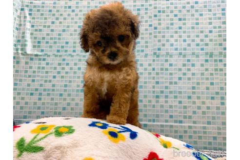 成約済の東京都のミックス犬-189296の21枚目