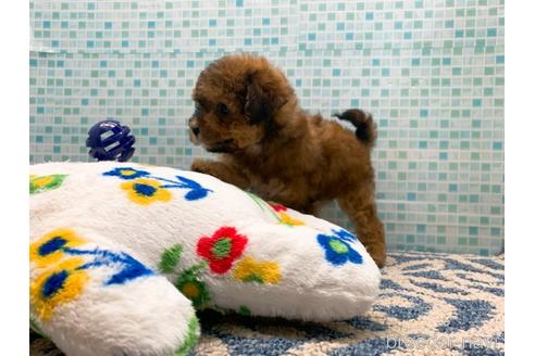 成約済の東京都のミックス犬-189296の19枚目