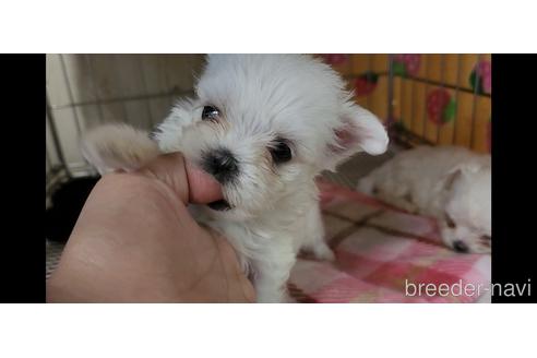 マルチーズの子犬を探す（221ページ目）｜ブリーダーナビ