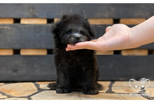 成約済の愛知県のタイニープードル-191129の3枚目