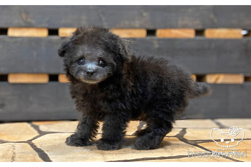 成約済の愛知県のタイニープードル-191129の4枚目