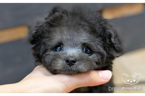 成約済の愛知県のタイニープードル-191129の1枚目