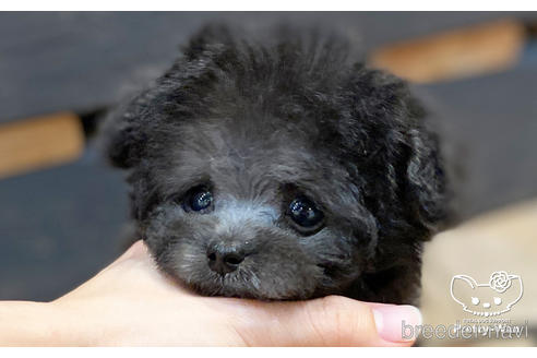 成約済の愛知県のタイニープードル-191129の2枚目