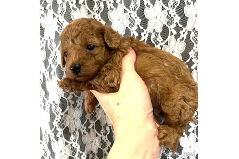 成約済の埼玉県のタイニープードル-187822の26枚目