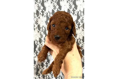 成約済の埼玉県のトイプードル-187820の20枚目