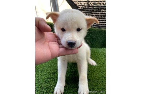 成約済の広島県の柴犬-185347