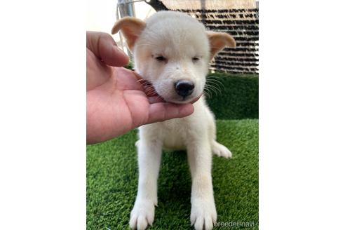 成約済の広島県の柴犬-185347の3枚目