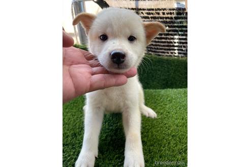 成約済の広島県の柴犬-185347の2枚目