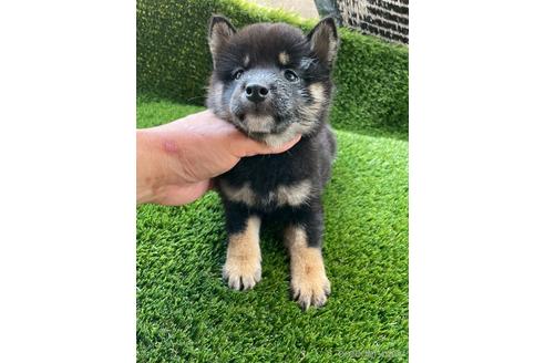 成約済の広島県の柴犬-185359の2枚目