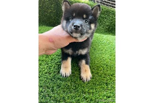 成約済の広島県の柴犬-185359の3枚目