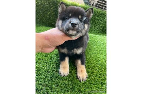 成約済の広島県の柴犬-185359の1枚目