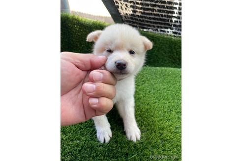 成約済の広島県の柴犬-187135の2枚目