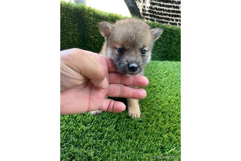 成約済の広島県の柴犬-190371の4枚目