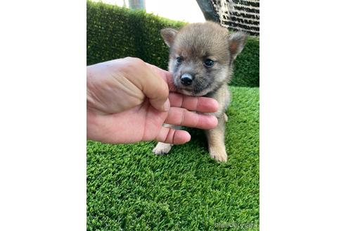 成約済の広島県の柴犬-190371の5枚目