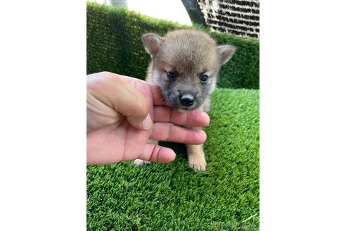 成約済の広島県の柴犬-190371の6枚目