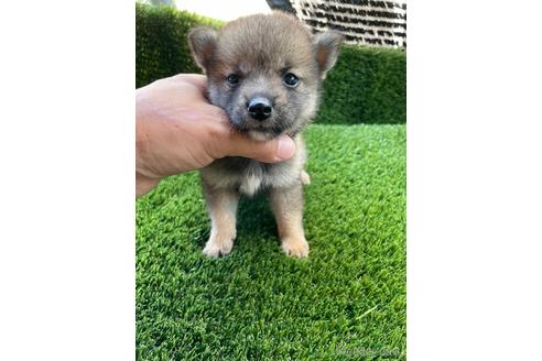 成約済の広島県の柴犬-190371の1枚目
