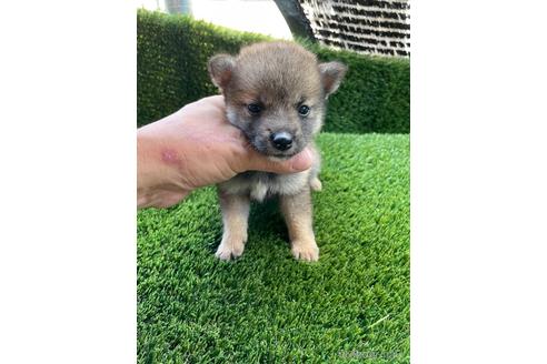 成約済の広島県の柴犬-190371の2枚目