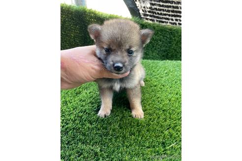 成約済の広島県の柴犬-190371の3枚目