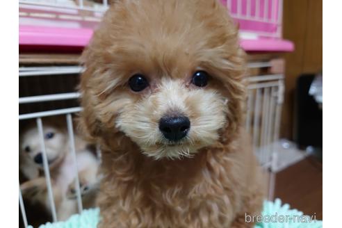 成約済の広島県のティーカッププードル-187303の1枚目