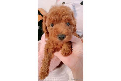 成約済の千葉県のトイプードル-190451の4枚目