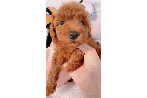 成約済の千葉県のトイプードル-190451の3枚目