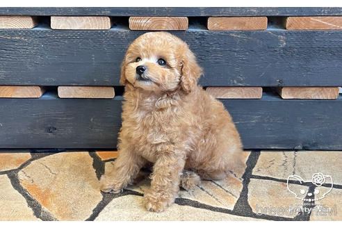 成約済の愛知県のタイニープードル-191190の3枚目