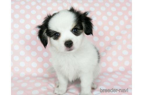 成約済の千葉県のミックス犬-186647の6枚目