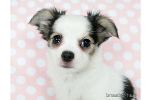 成約済の千葉県のミックス犬-186640の16枚目