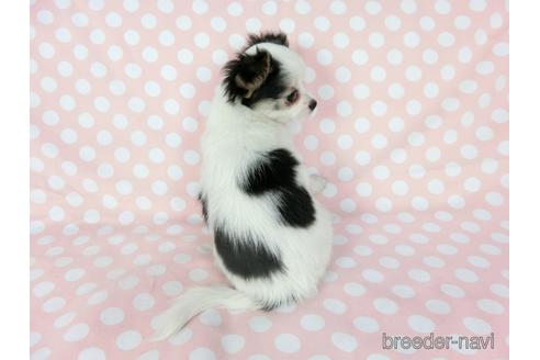 成約済の千葉県のミックス犬-186640の15枚目