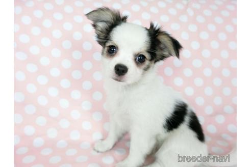 成約済の千葉県のミックス犬-186640の13枚目