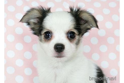 成約済の千葉県のミックス犬-186640の14枚目