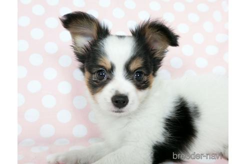 成約済の千葉県のミックス犬-186638の13枚目