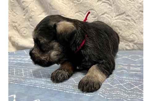 成約済の滋賀県のミニチュアシュナウザー-191218の4枚目