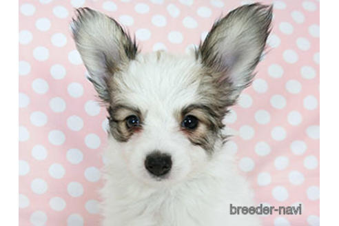 成約済の千葉県のパピヨン-188227の2枚目