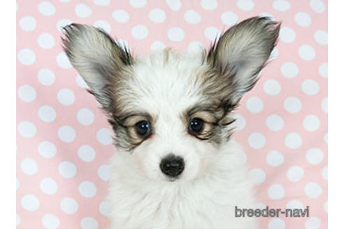 成約済の千葉県のパピヨン-188227