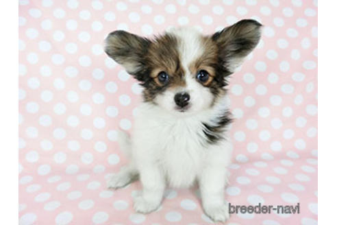 成約済の千葉県のパピヨン-188230の3枚目