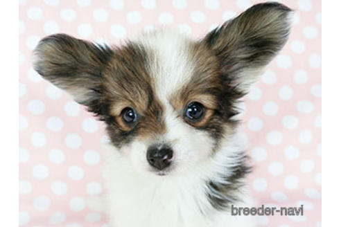 成約済の千葉県のパピヨン-188230の1枚目