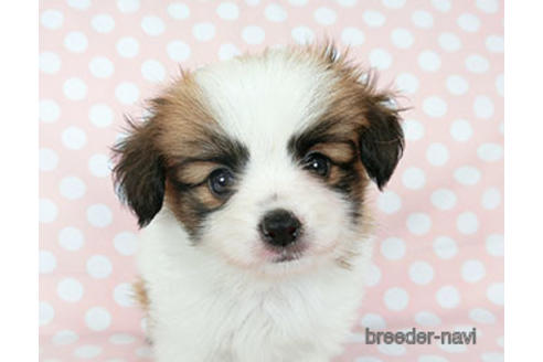 成約済の千葉県のパピヨン-189409の6枚目