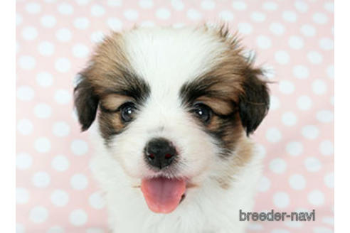 成約済の千葉県のパピヨン-189409の5枚目