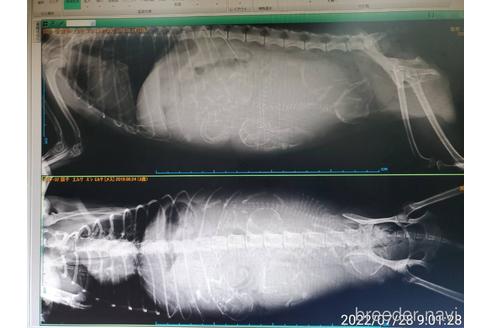 成約済の大阪府のティーカッププードル-191249の11枚目