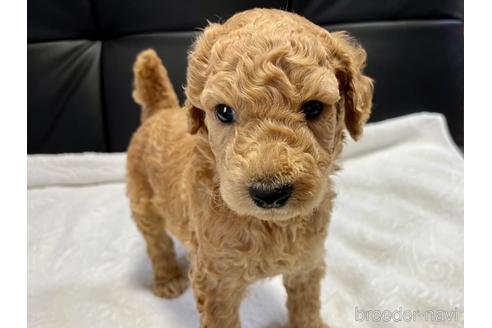 成約済の滋賀県のスタンダードプードル-189010の4枚目