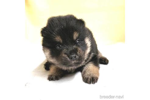 成約済の茨城県のミックス犬-191258の3枚目