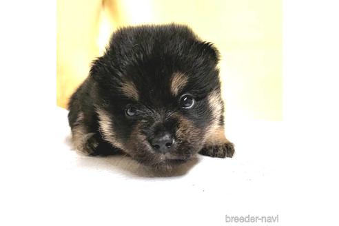 成約済の茨城県のミックス犬-191258の1枚目