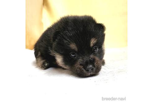 成約済の茨城県のミックス犬-191258の2枚目
