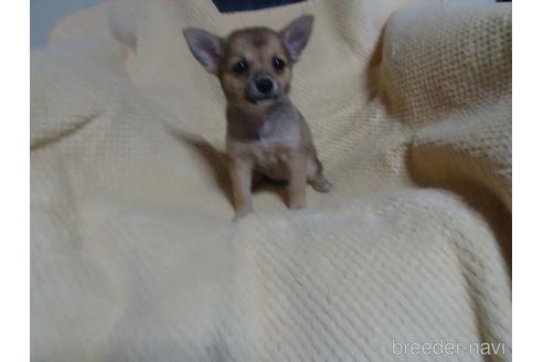 成約済の佐賀県のミックス犬-189729の3枚目