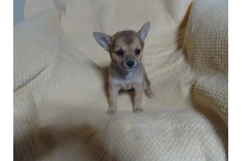 成約済の佐賀県のミックス犬-189729の2枚目