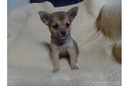 成約済の佐賀県のミックス犬-189729